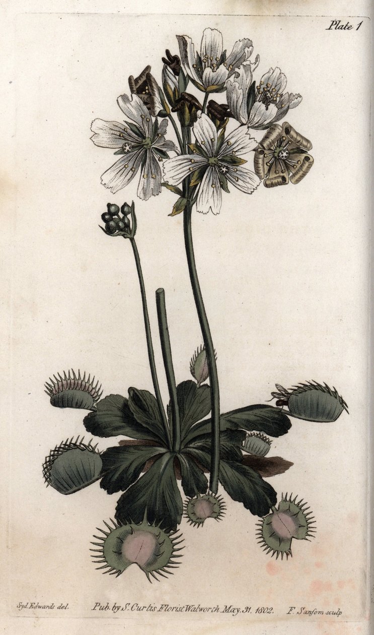 O Dionee apanha moscas ou armadilhas para lobos. Gravura em cobre colorido, ilustração de Sydenham Edwards (1768-1819) para Conferências de Botânica, Jardim Botânico de Lambeth (Inglaterra) de Sydenham Teast Edwards