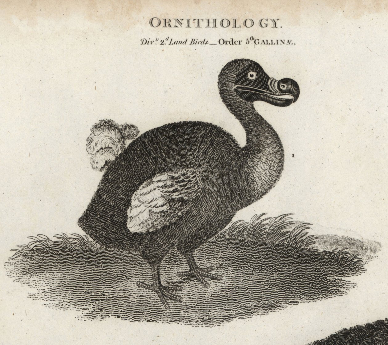 Dodô, Raphus cucullatus, ave extinta sem vôo. Gravura em cobre de T. Milton após ilustração de Sydenham Edwards da Cyclopaedia de Abraham Rees ou Universal Dictionary, Londres. de Sydenham Teast Edwards