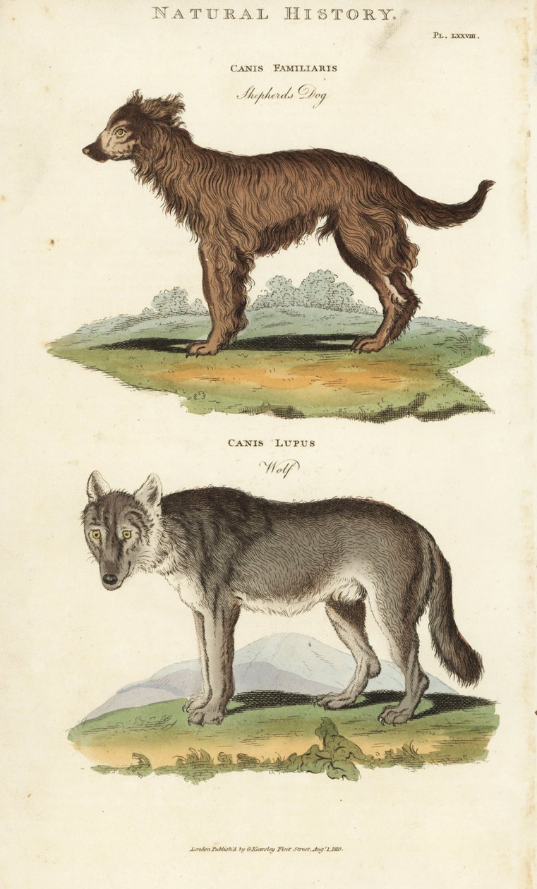 Cão e Lobo - Cão pastor, Canis familiaris, e lobo, Canis lupus. Gravura em chapa de cobre colorida à mão depois de Sydenham Edwards de John Mason Good