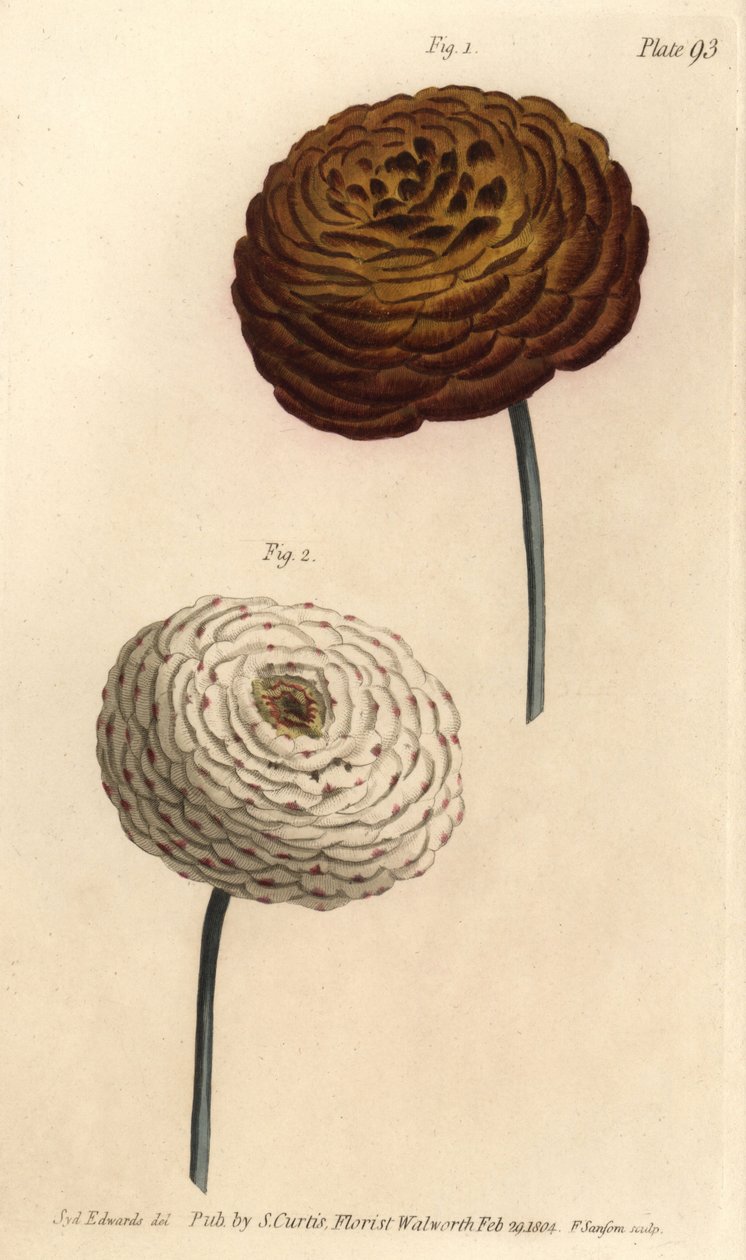 Variedades de ranúnculo duplo, Ranunculus asiaticus, Ranunculus asiaticus. Gravura em chapa de cobre colorida à mão por F. Sansom de uma ilustração botânica de Sydenham Edwards para as Palestras de Botânica de William Curtis, conforme entregue no Jardim Bo de Sydenham Teast Edwards