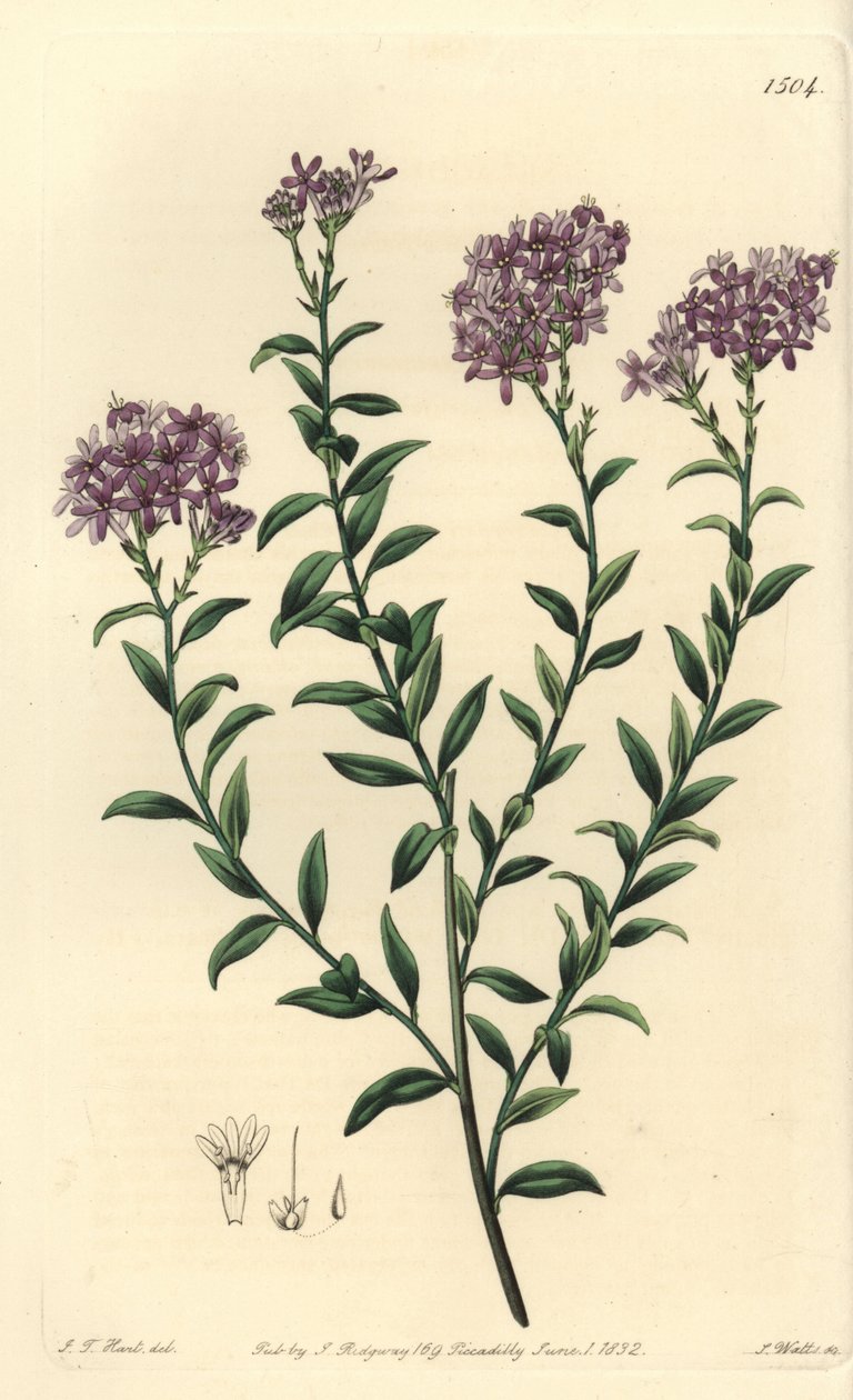 Selago do Dr. Gill, Selago Gillii. Gravura em chapa de cobre colorida à mão por S. Watts após ilustração de J.T. Hart do Sydenham Edwards