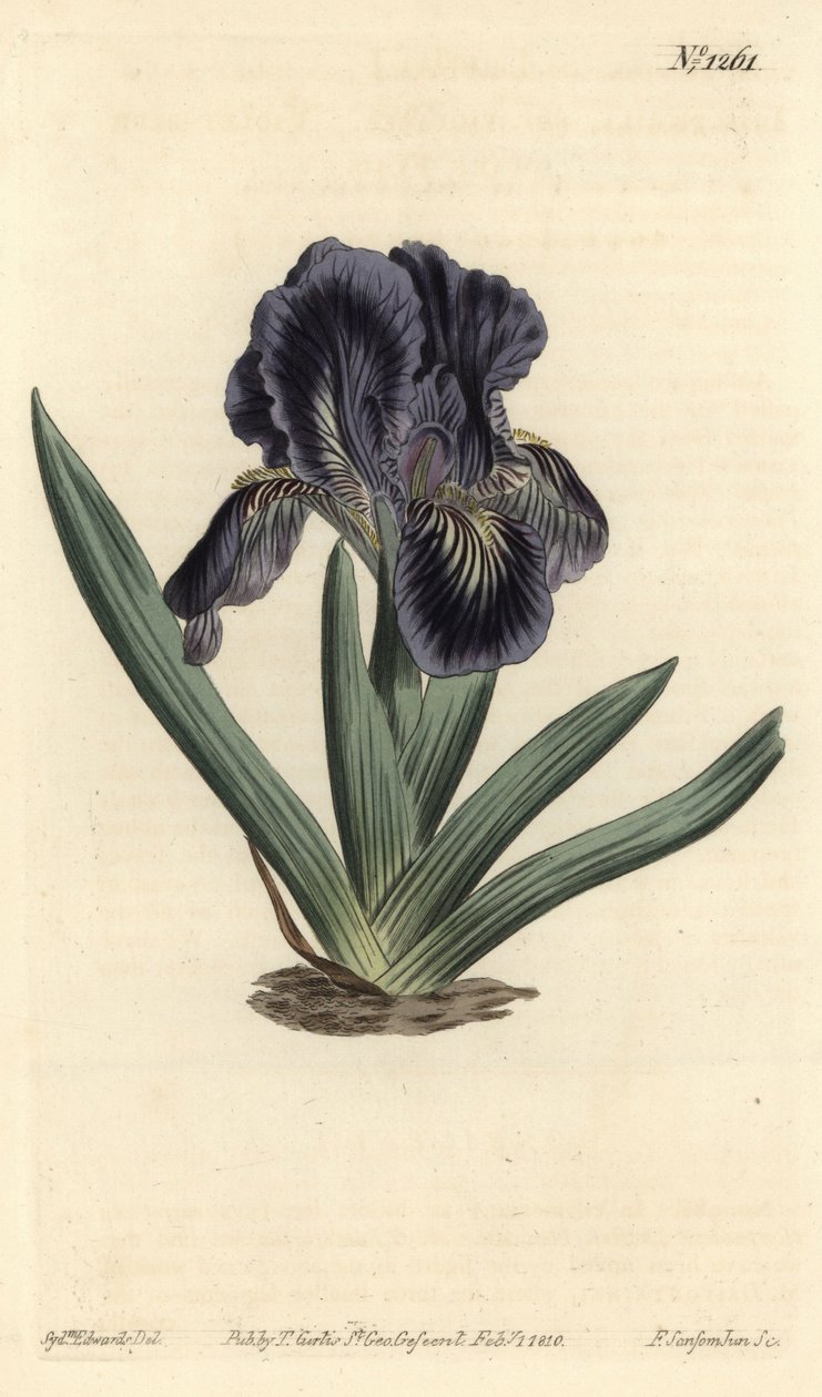 Dwarf Iris - Iris x binata (bandeira anã azul-púrpura, Iris pumila var. violacea). Gravura em chapa de cobre colorida à mão por F. Sansom Jr. após ilustração de Sydenham Edwards da revista Botanical Magazine de William Curtis, T. Curtis, Londres de Sydenham Teast Edwards