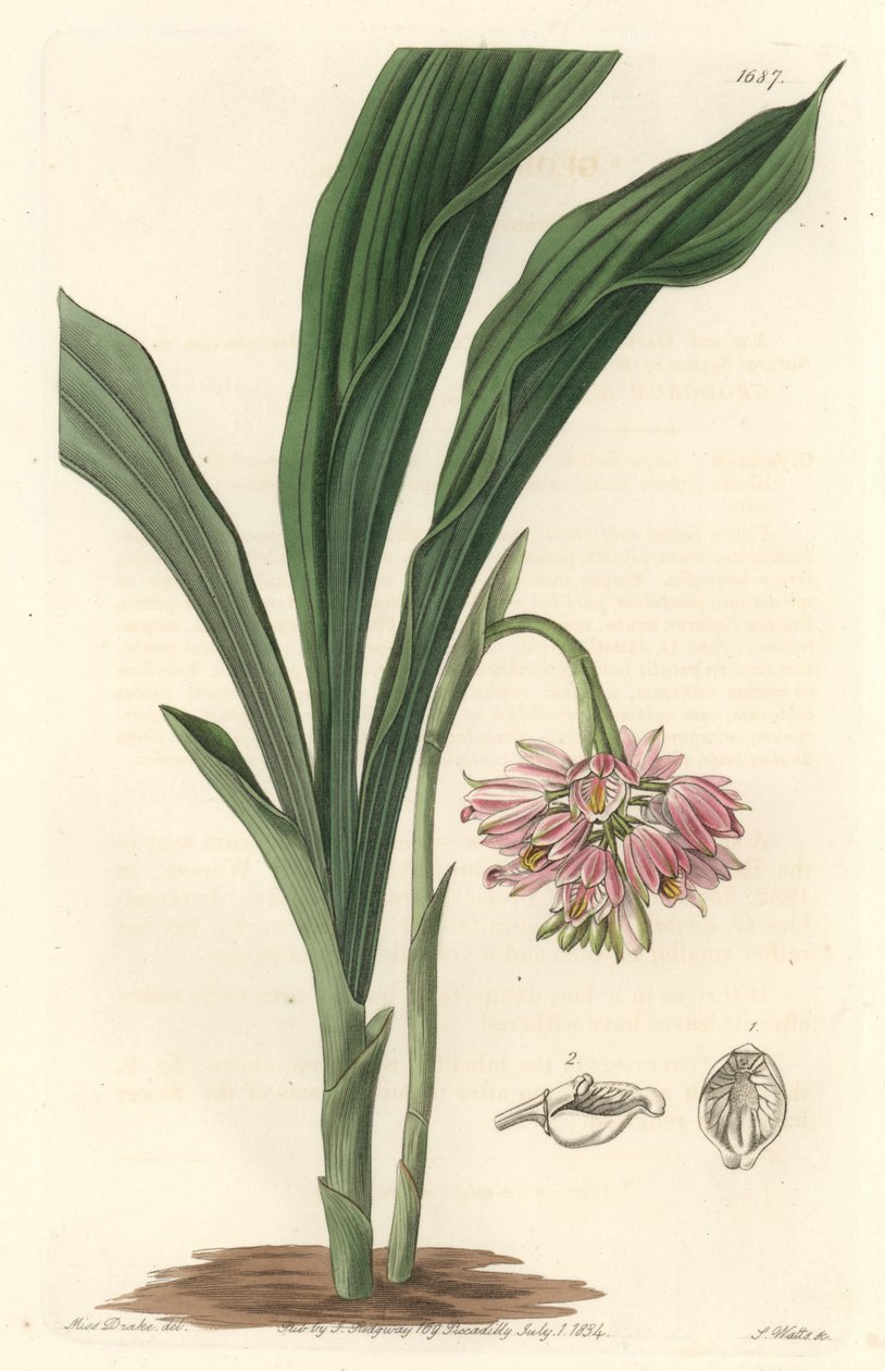 Earth Orchid, originalmente do Sri Lanka - S. Watts Strong Water, de uma ilustração de Sarah Anne Drake (1803), do Botanical Register de Sydenham Teast Edwards