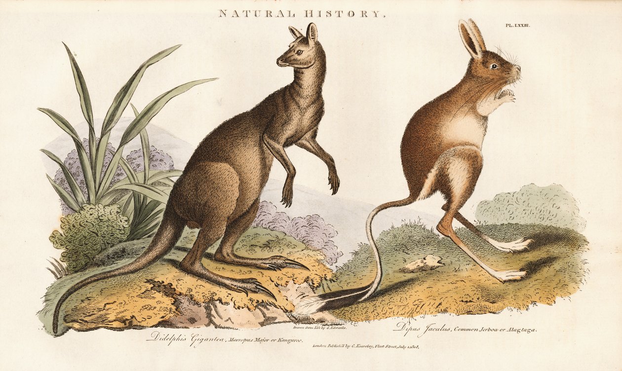Canguru cinzento oriental e Jerboa de Sydenham Teast Edwards