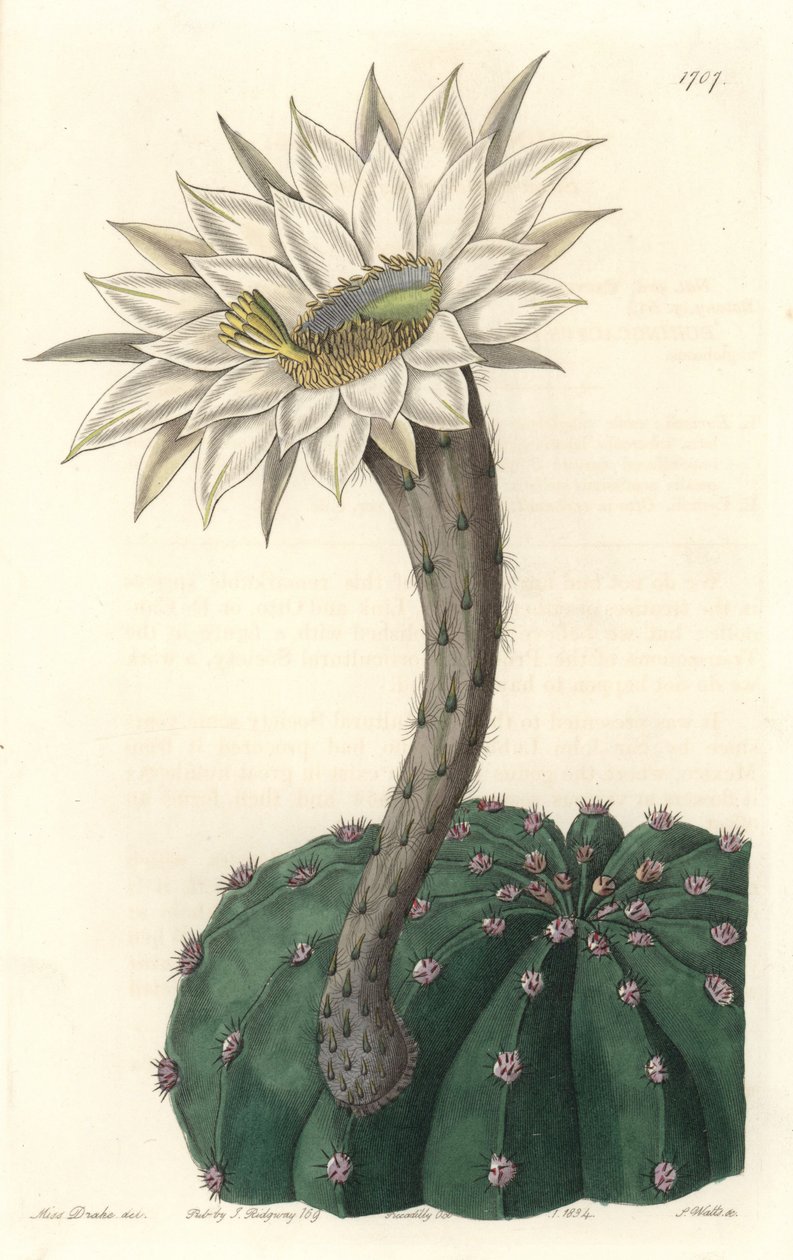 Echinocactus eyriesii, cacto florido, nativo do México - Água forte de S. Watts de uma ilustração de Sarah Anne Drake (1803-1857), do Botanical Register de Sydenham Teast Edwards