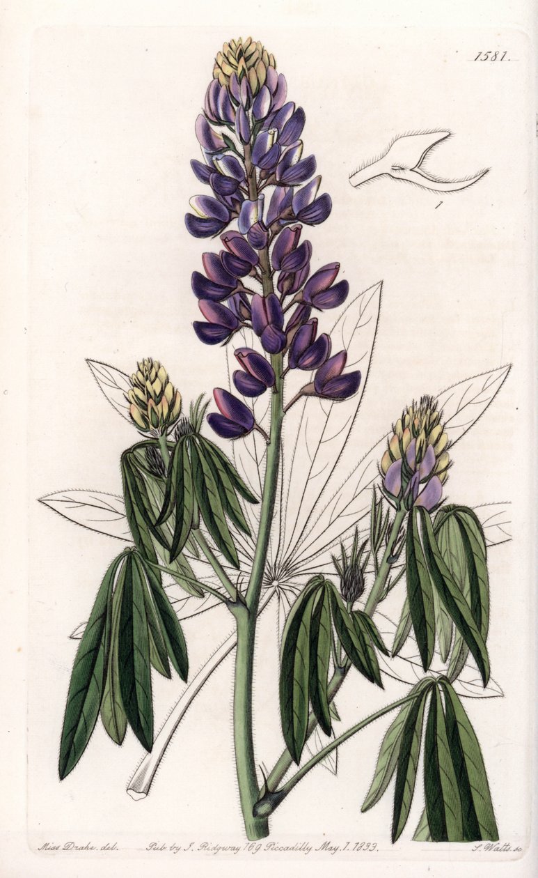 Elegant Lupin ou Lupin do México - Gravado por S.Watts, de uma ilustração de Sarah Anne Drake (1803-1857), do Botanical Register of Sydenham Edwards (1768-1819), Inglaterra de Sydenham Teast Edwards