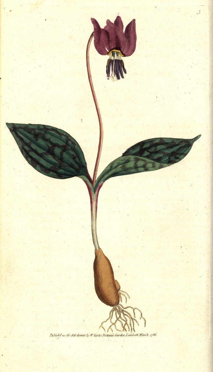 Dente de cão Erythrone (ou Satyrion vermelho) - Dente de cão violeta, Erythronium dense-canis. Gravura em chapa de cobre colorida à mão depois de uma ilustração botânica de James Sowerby da revista The Botanical Magazine de William Curtis, Lambeth Marsh, L de Sydenham Teast Edwards