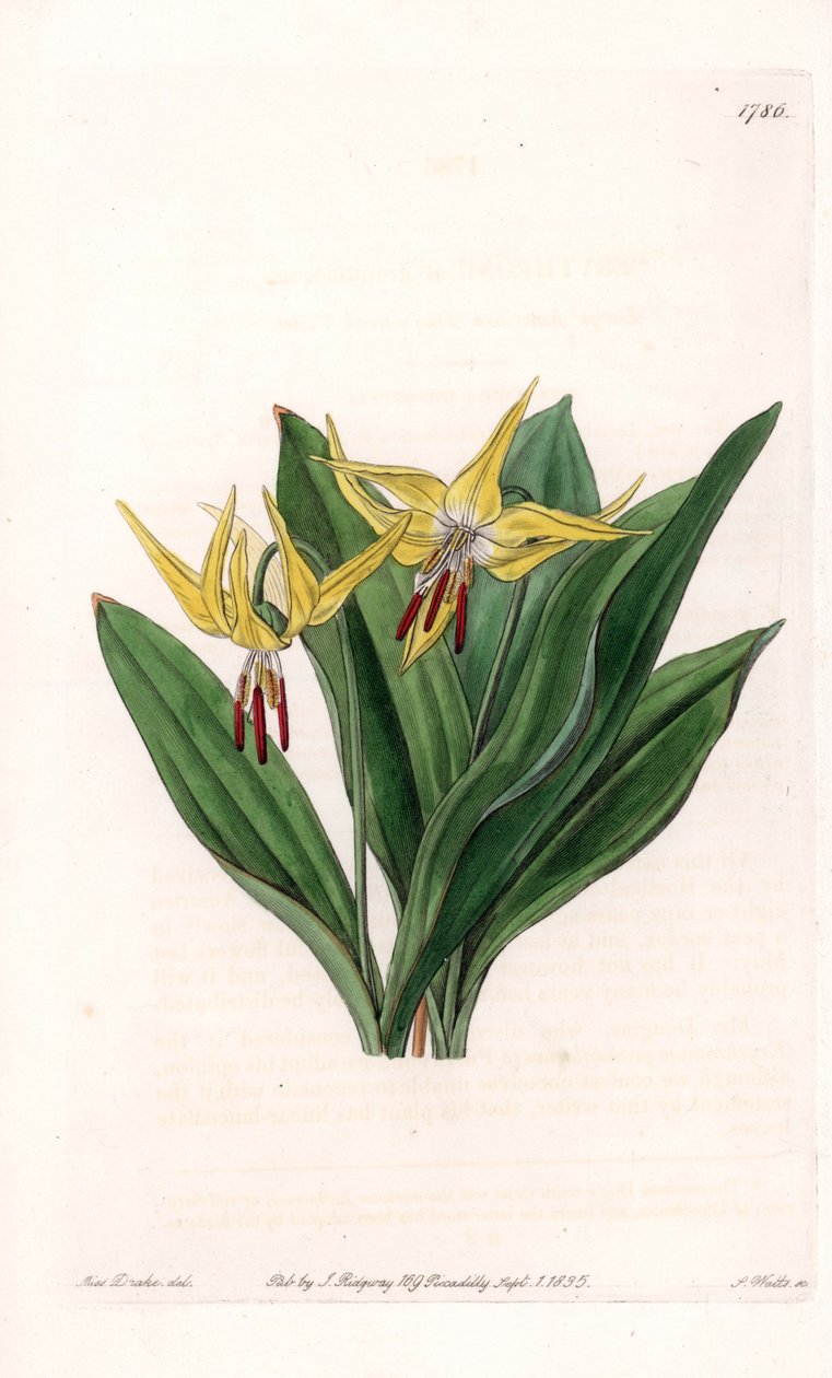 Erythrone tem flores grandes, nativas da América do Norte - Placa gravada por S.Watts, de uma ilustração de Sarah Anne Drake (1803-1857), do Botanical Register of Sydenham Edwards (1768-1819), Inglaterra de Sydenham Teast Edwards