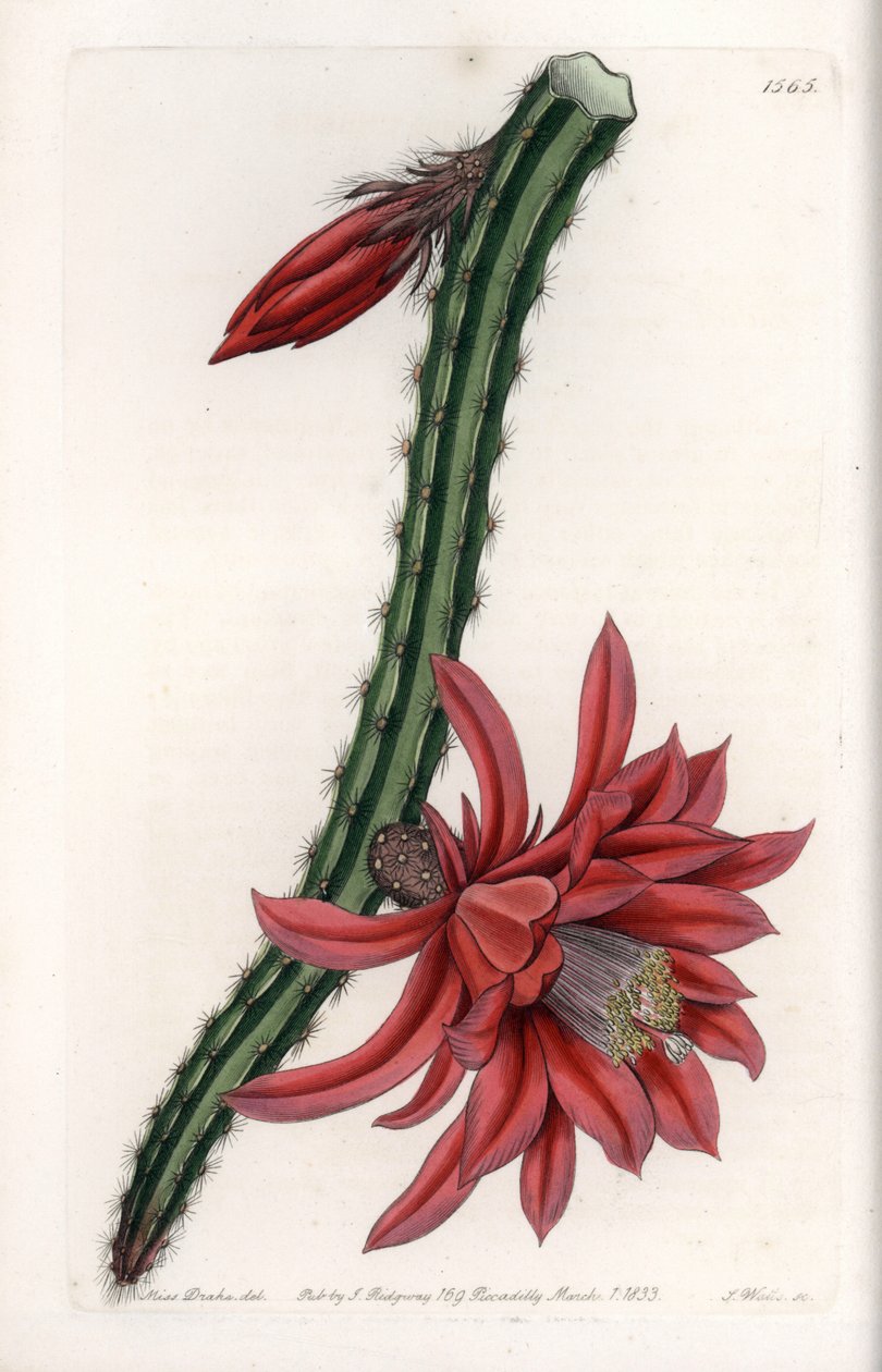 Escalating Cactier - Placa gravada por S.Watts, de uma ilustração de Sarah Anne Drake (1803-1857), do Botanical Register of Sydenham Edwards (1768-1819), Inglaterra de Sydenham Teast Edwards