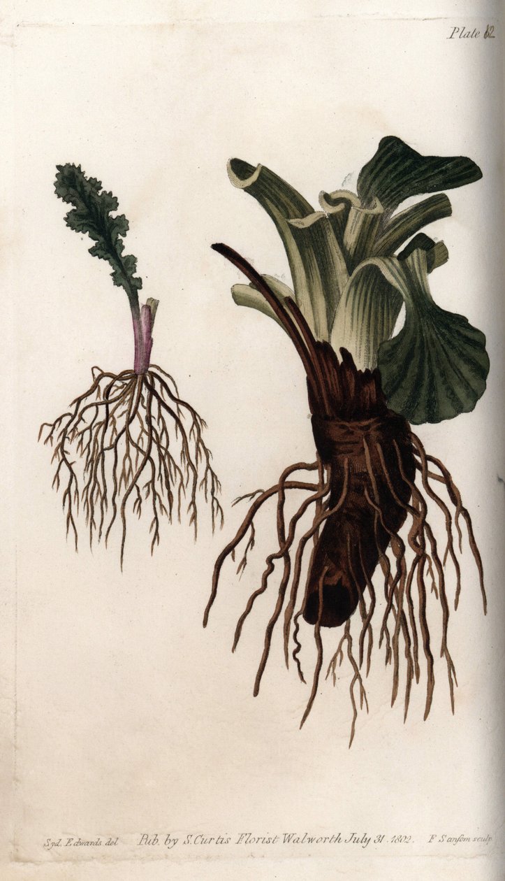 Raízes fibrosas do senecon e da plátano comum (ou plátano de aves). Gravura em cobre colorido, ilustração de Sydenham Edwards (1768-1819) para Conferências de Botanical, Jardim Botânico de Lambeth (Inglaterra) de Sydenham Teast Edwards