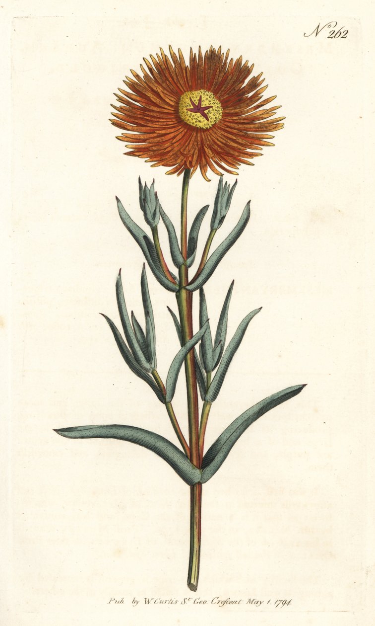 Calêndula de figo - Calêndula de figo dourada, Mesembryanthemum aureum. Gravura em chapa de cobre colorida à mão por Sansom após uma ilustração de Sydenham Edwards da revista Botanical Magazine de William Curtis, Londres de Sydenham Teast Edwards