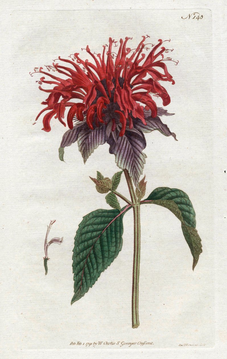 Fistula Monarde - Litografia de Sydenham Edwards (1768-1819), da Revista Botânica de William Curtis (1746-1799) de Sydenham Teast Edwards
