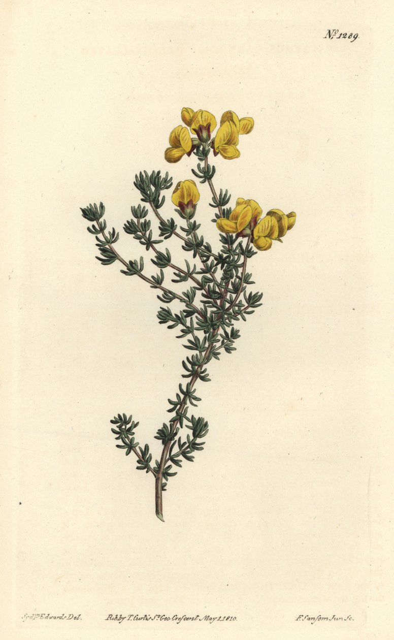 Aspalathus carnosa, Aspalathus carnosa. Gravura em chapa de cobre colorida à mão por F. Sansom Jr. após ilustração de Sydenham Edwards da revista Botanical Magazine de William Curtis, T. Curtis, Londres. de Sydenham Teast Edwards