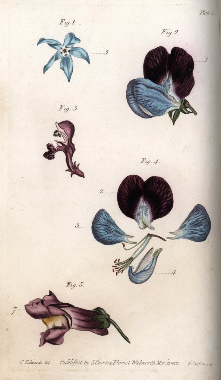 Floração de borragem officinale e ervilha (leguminosa). Gravura em cobre colorido, ilustração de Sydenham Edwards (1768-1819) para Conferências de Botanical, Jardim Botânico de Lambeth (Inglaterra) de Sydenham Teast Edwards