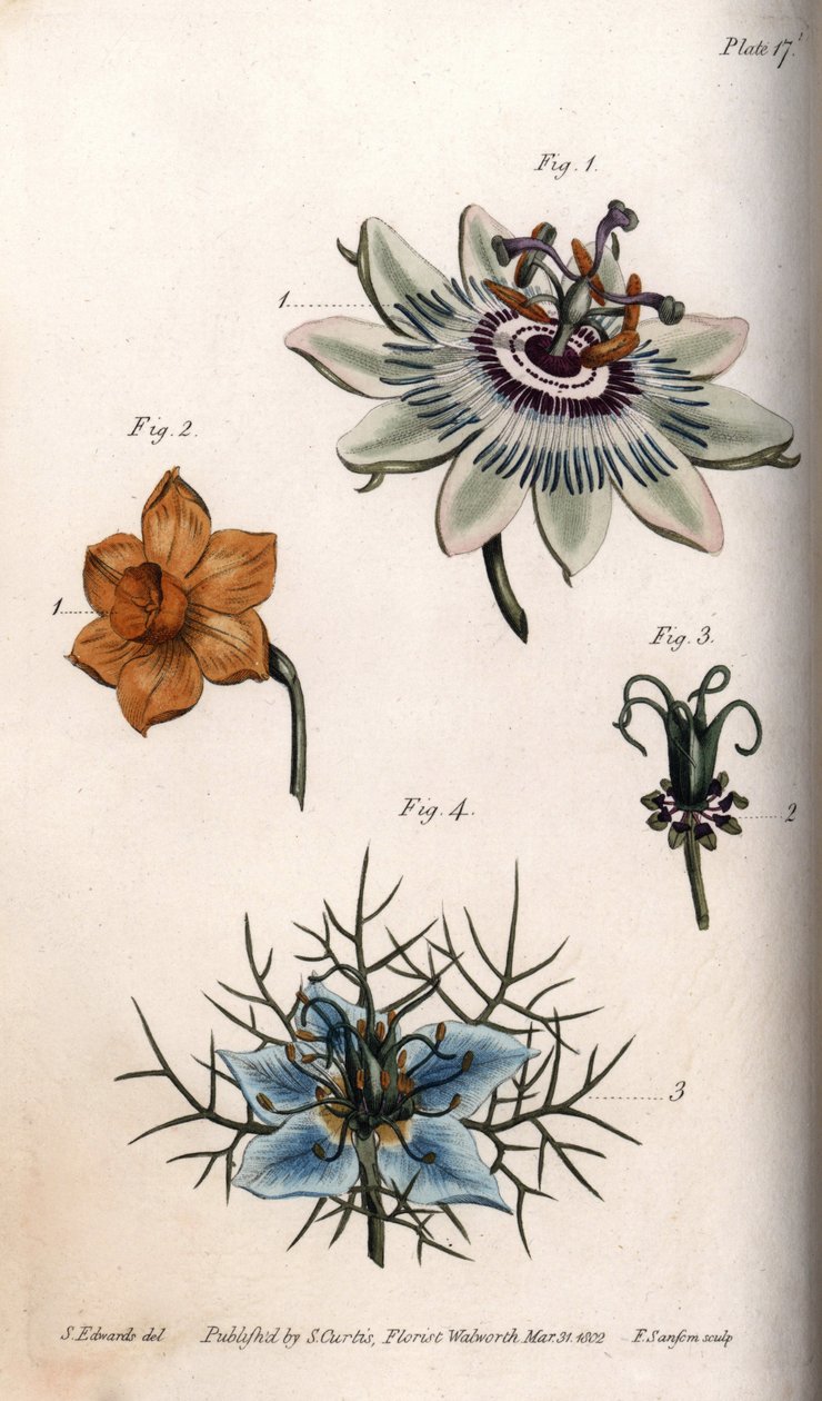 Flores de maracujá ou de maracujá, narciso e nigela. Gravura em cobre colorido, ilustração de Sydenham Edwards (1768-1819) para Conferências de Botanical, Jardim Botânico de Lambeth (Inglaterra) de Sydenham Teast Edwards