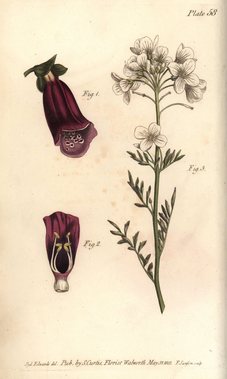 Foxglove, Digitalis purpurea, Didynamia de Sydenham Teast Edwards