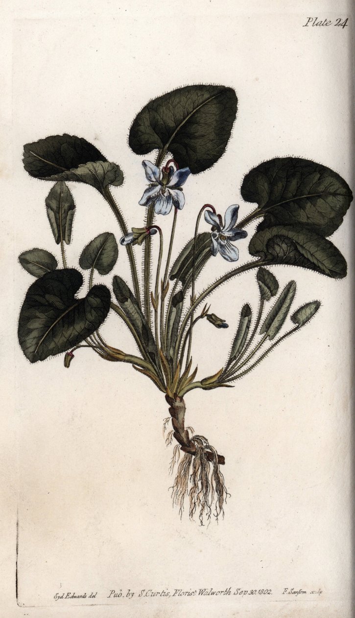 Violeta perfumada. Gravura em cobre colorido, ilustração de Sydenham Edwards (1768-1819) para Conferências de Botanical, Jardim Botânico de Lambeth (Inglaterra) de Sydenham Teast Edwards