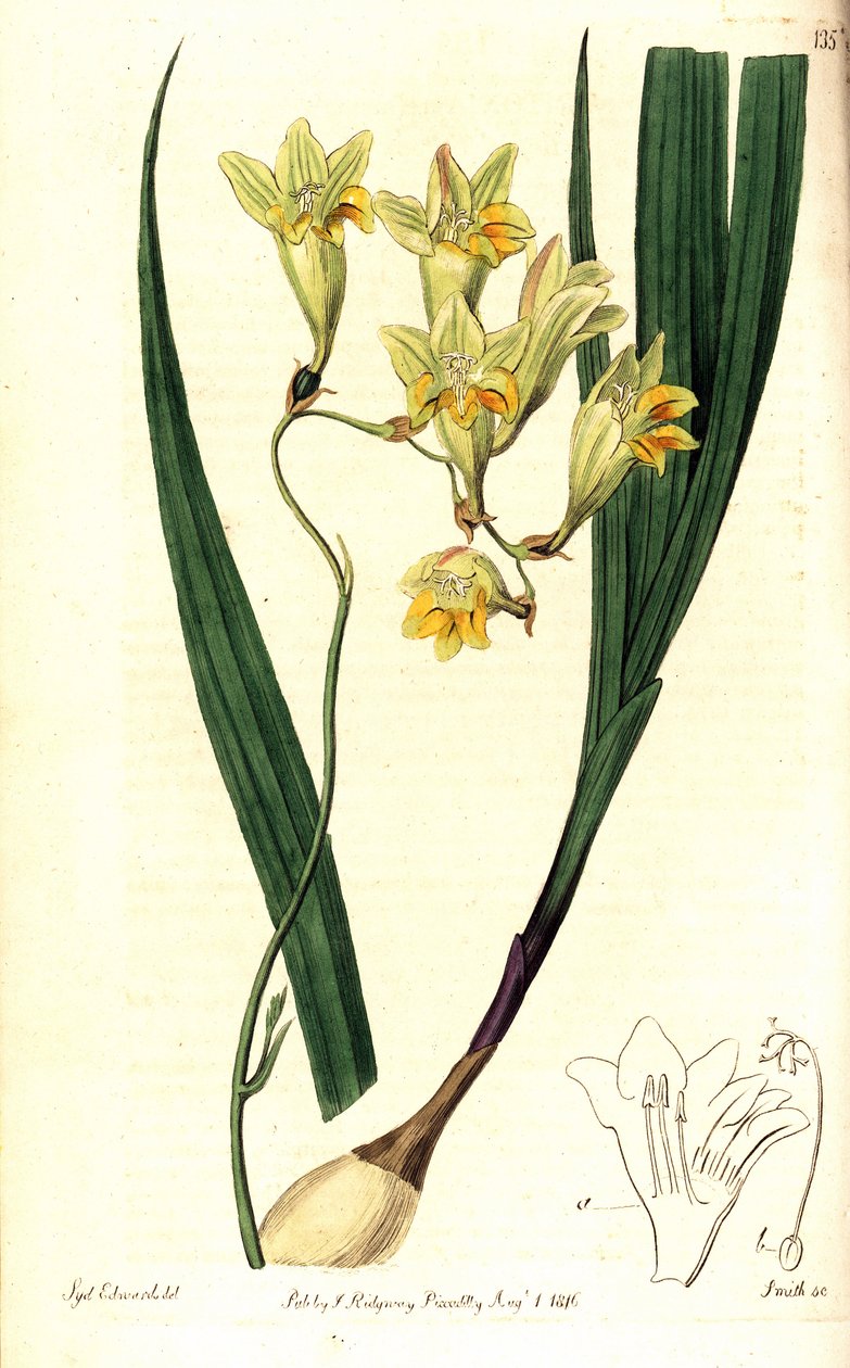 Freesia refracta (Reflex tritonia, Tritonia refracta). Gravura em chapa de cobre colorida à mão por Smith depois de uma ilustração botânica de Sydenham Edwards do The Botanical Register, Ridgway, Londres de Sydenham Teast Edwards