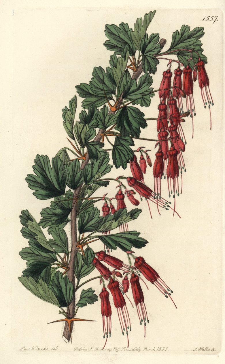 Fúcsia flor ou fúcsia da Califórnia - Fúcsia flor de groselha ou groselha de casca rija, Ribes speciosum. Gravura em chapa de cobre colorida à mão por S. Watts depois de uma ilustração de Miss Sarah Drake do Registo Botânico de Sydenham Edwards, Ridgeway,  de Sydenham Teast Edwards