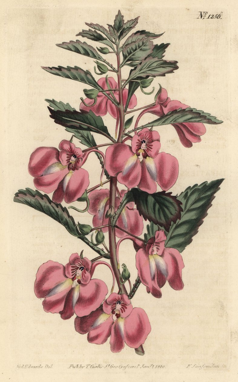 Bálsamo de Jardim - Bálsamo de Jardim, Bálsamo Impatiens bálsamo, Impatiens coccinea. Gravura em chapa de cobre colorida à mão por F. Sansom Jr. após ilustração de Sydenham Edwards da revista Botanical Magazine de William Curtis, T. Curtis, Londres de Sydenham Teast Edwards