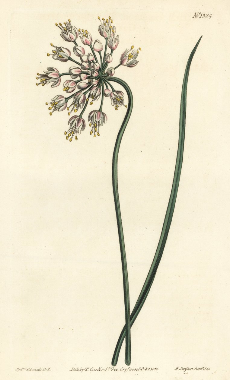 Alho inclinado - Cebola de rabanete, alho-porro de senhora ou alho com lombos, Allium cernuum. Gravura em chapa de cobre colorida à mão por F. Sansom Jr. depois de uma ilustração de Sydenham Edwards da revista Botanical Magazine de William Curtis, T. Curti de Sydenham Teast Edwards