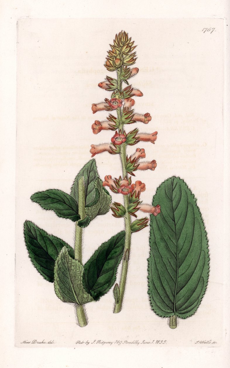 Genera Variete - Placa gravada por S.Watts, a partir de uma ilustração de Sarah Anne Drake (1803-1857), do Botanical Register of Sydenham Edwards (1768-1819), Inglaterra de Sydenham Teast Edwards