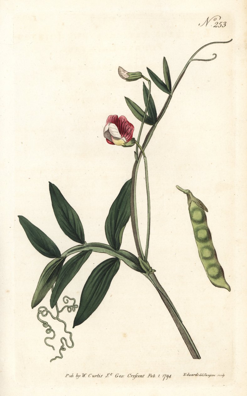 Gesse climene - Ervilhaca Espanhola, Lathyrus clymenum (Lathyrus articulatus, Lathyrus articulatus). Gravura em chapa de cobre colorida à mão por Sansom após uma ilustração de Sydenham Edwards da revista Botanical de William Curtis, Londres de Sydenham Teast Edwards