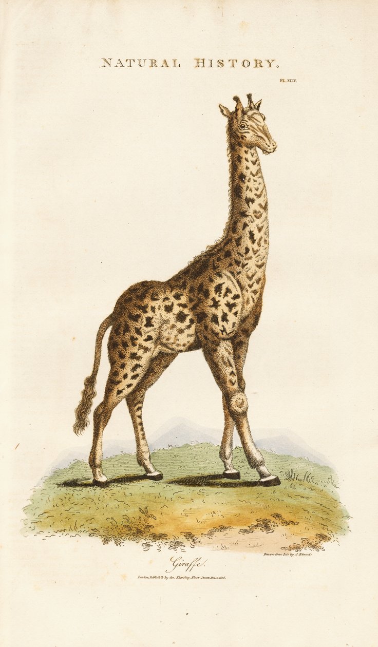 Girafa de Sydenham Teast Edwards
