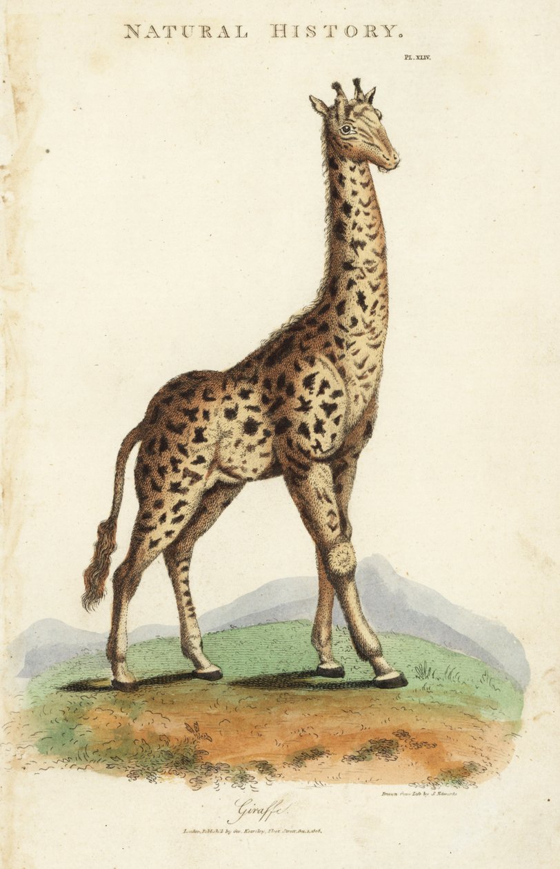 Girafa, Giraffa camelopardalis. Gravura em chapa de cobre colorida à mão após Sydenham Edwards de John Mason Good