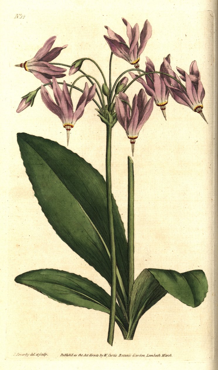 Giroselle da Virgínia - American cowslip ou Mead
