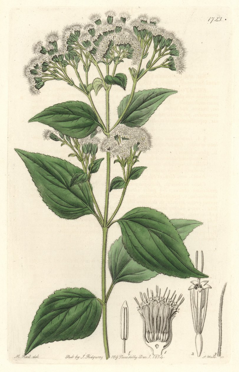 Glandular eupatorium, nativo do México - S. Watts água forte de uma ilustração de M. Mart, do Botanical Register de Sydenham Teast Edwards