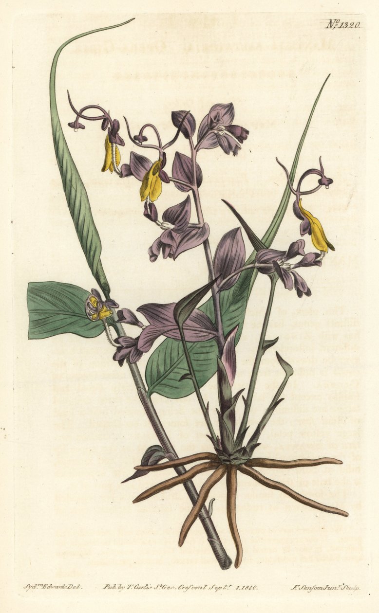 Globba radicalis (Ópera feminina, Mantisia salatoria). Gravura em chapa de cobre colorida à mão por F. Sansom Jr. depois de uma ilustração de Sydenham Edwards da revista botânica de William Curtis, T. Curtis, Londres. de Sydenham Teast Edwards