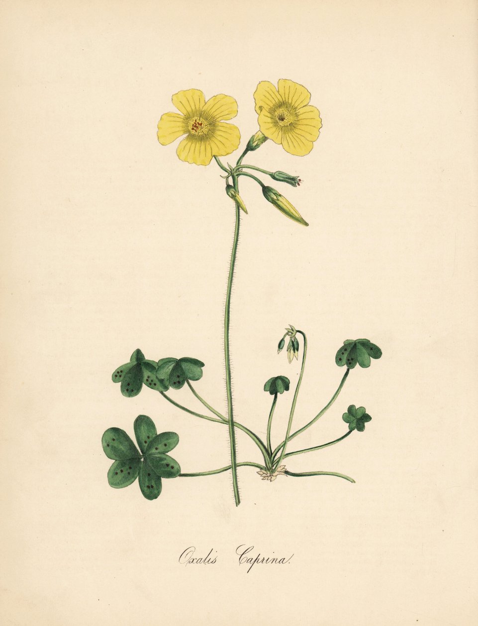 Sorrel de cabra-pé de madeira, Oxalis caprina. Extraído de uma ilustração de Sydenham Edwards na "Botanical Magazine" de William Curtis. Zincografia colorida à mão de C. Chabot desenhada por Miss M. A. Burnett a partir de sua "Plantae Utiliores: ou Ilustra de Sydenham Teast Edwards