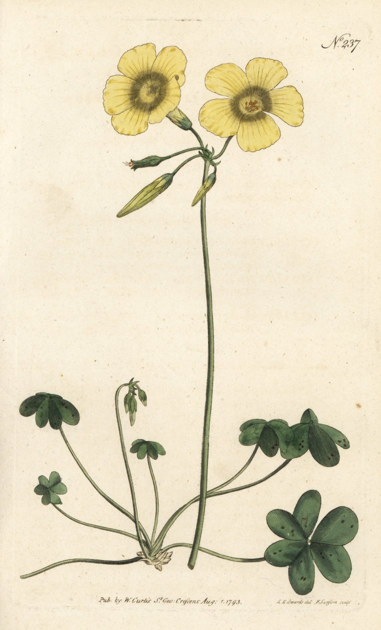 Pé de cabra - Pés de cabra - Sorrel de madeira de cabra, Oxalis caprina. Gravura em chapa de cobre colorida à mão por Sansom após ilustração de Sydenham Edwards rom William Curtis