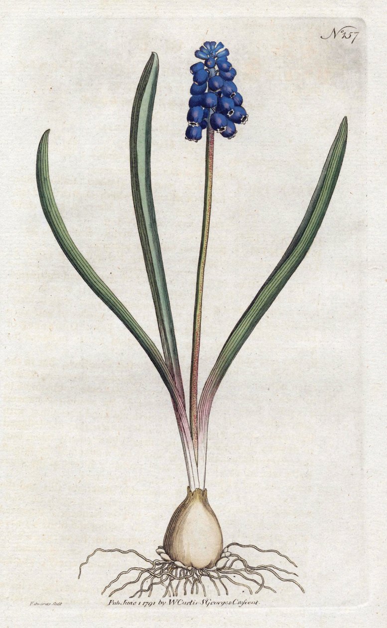 Litografia de jacinto de uvas de Sydenham Edwards (1768-1819), prato da revista Botanical de William Curtis (1746-1799) de Sydenham Teast Edwards