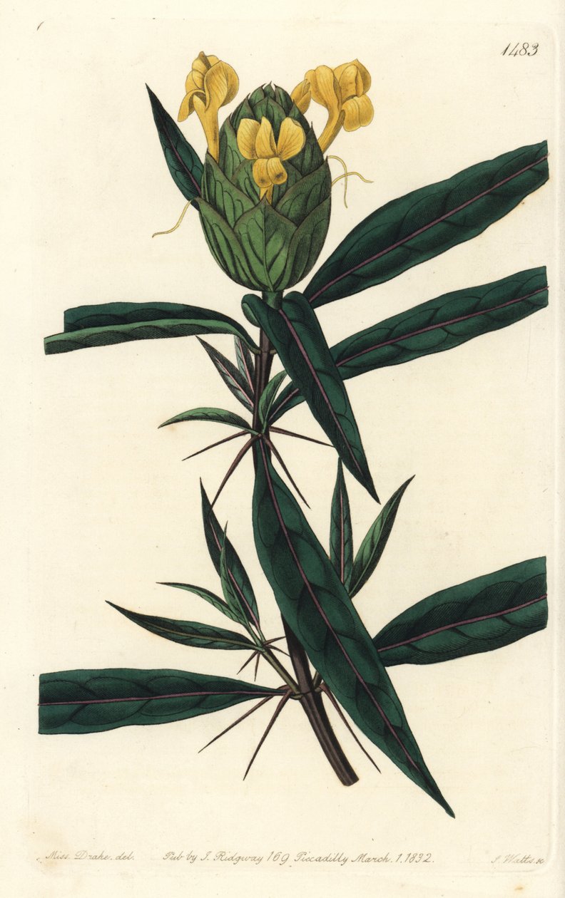 Taco de relva - Barleria de lupulina, Barleria lupulina. Gravura em chapa de cobre colorida à mão por S. Watts após uma ilustração de Sarah Drake do Sydenham Edwards