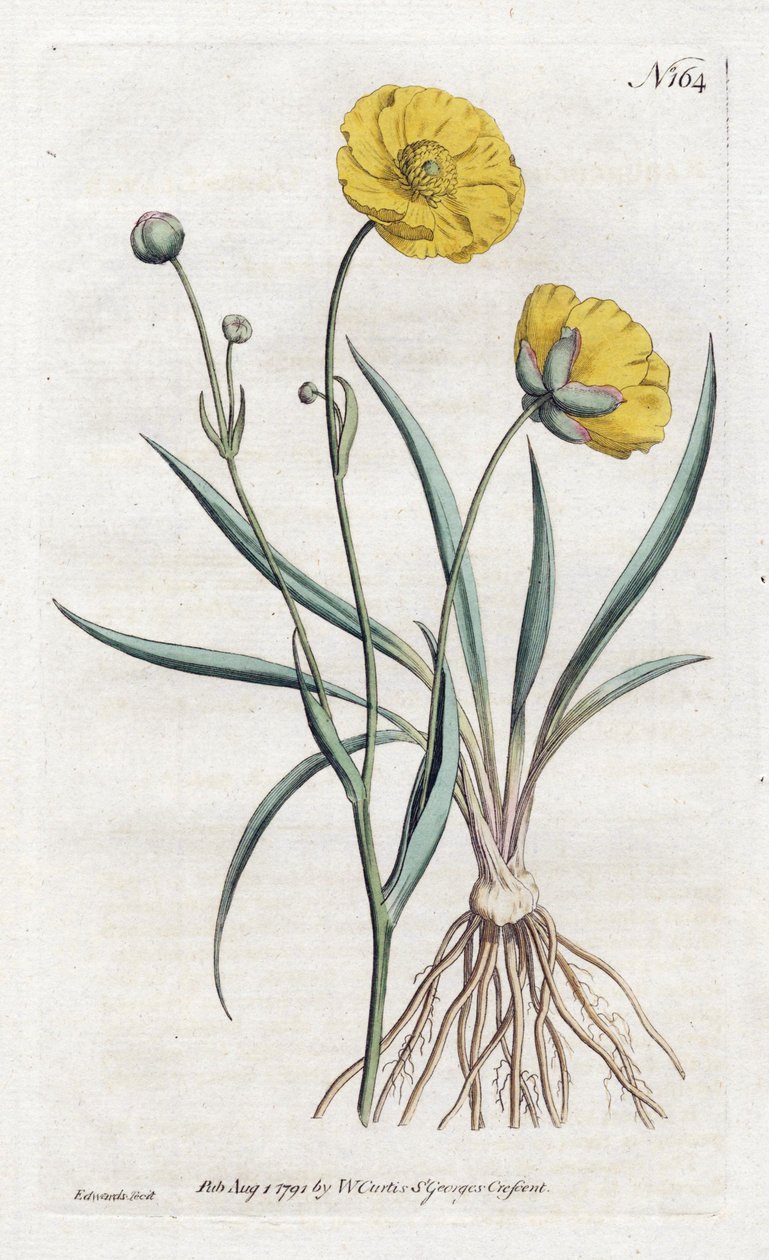 Ranúnculo de Folha de Grama - Litografia de Sydenham Edwards (1768-1819), da William Curtis Botanical Magazine (1746-1799) de Sydenham Teast Edwards