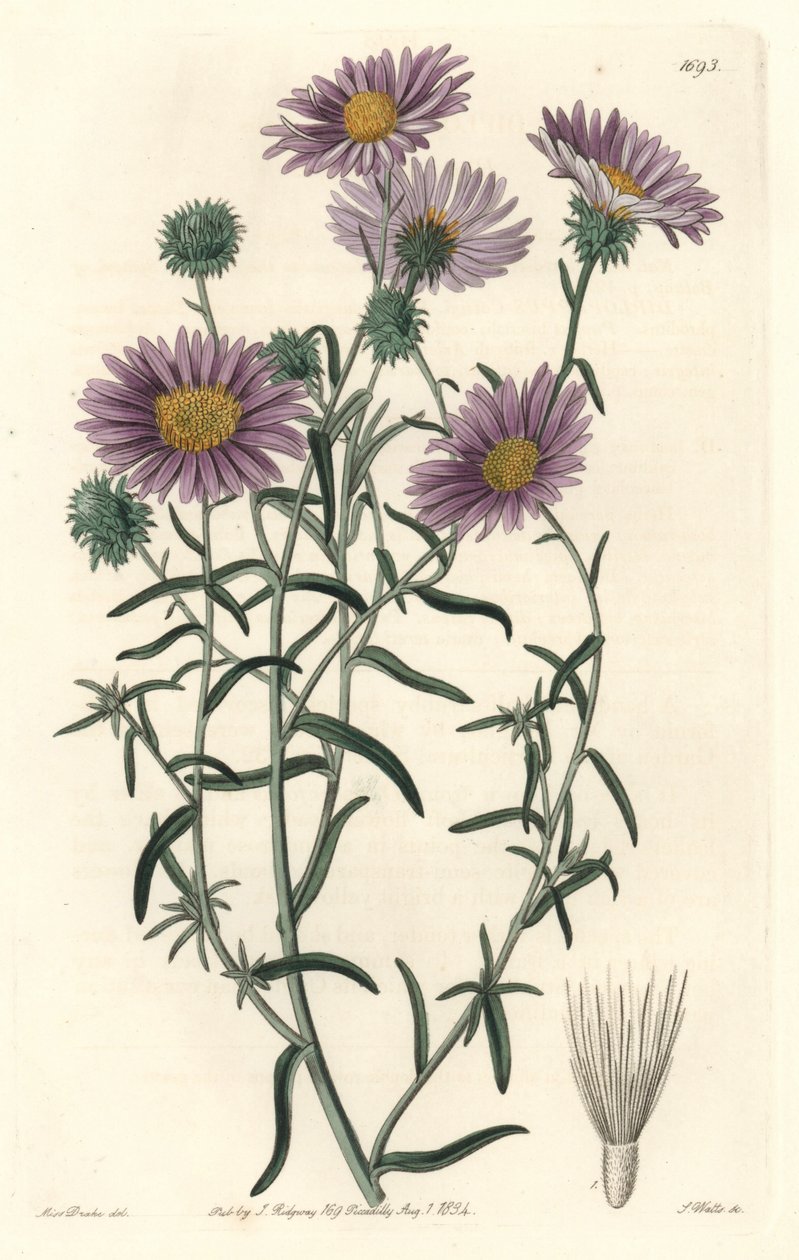 Gray Aster, originalmente da Califórnia - S. Watts Strong Water, de uma ilustração de Sarah Anne Drake (1803-1857), do Botanical Register de Sydenham Teast Edwards