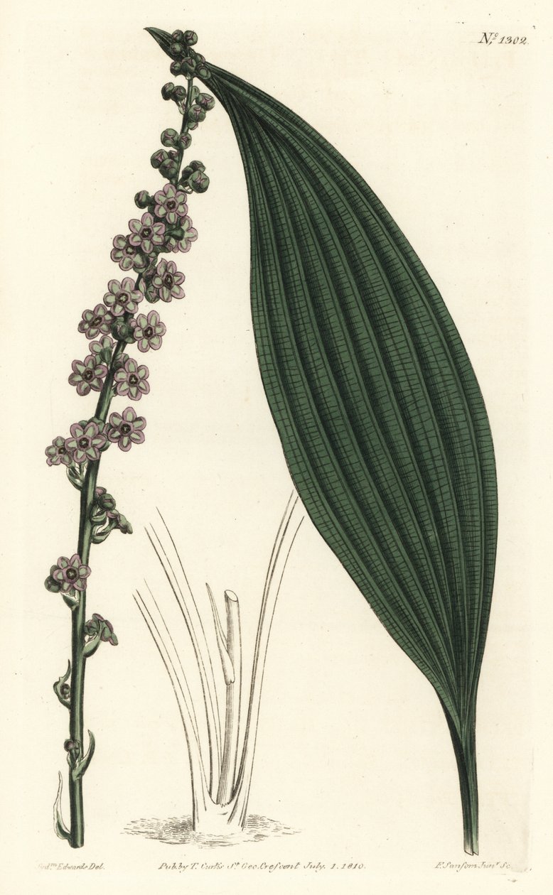 Teta de flor verde, teta de Peliosanthes. Gravura em chapa de cobre colorida à mão por F. Sansom Jr. após ilustração de Sydenham Edwards da revista Botanical Magazine de William Curtis, T. Curtis, Londres. de Sydenham Teast Edwards