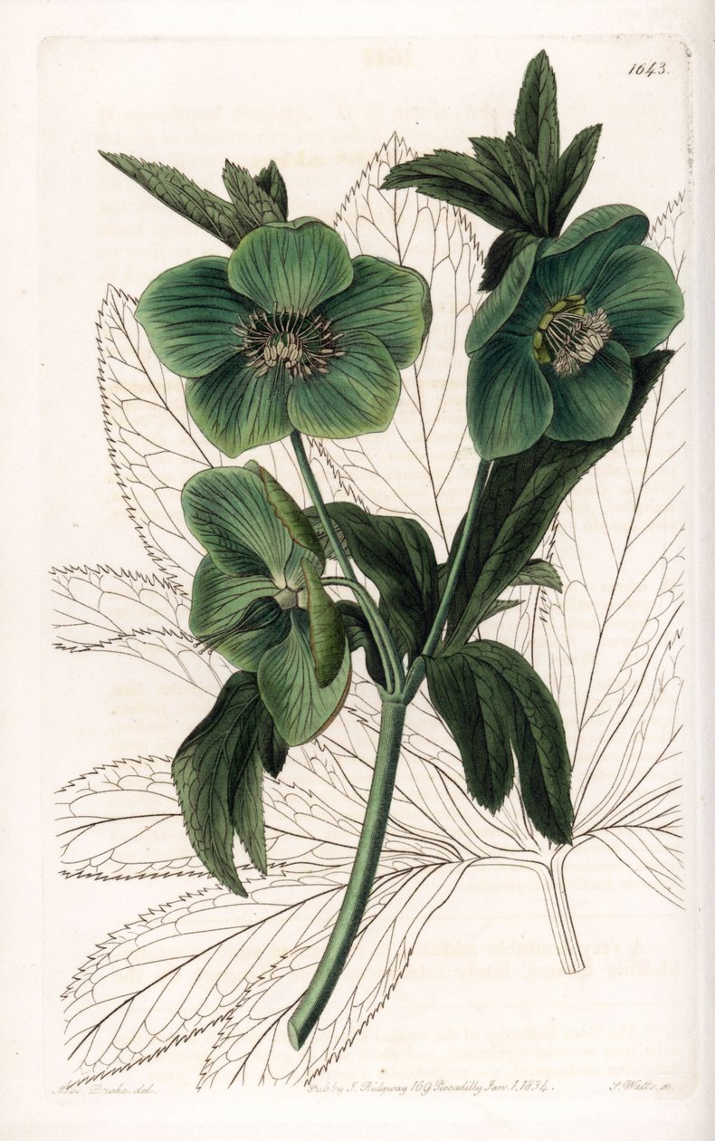 Green Flower Hellebore Variete - Gravada por S.Watts, de uma ilustração de Sarah Anne Drake (1803-1857), do Botanical Register of Sydenham Edwards (1768-1819), Inglaterra de Sydenham Teast Edwards