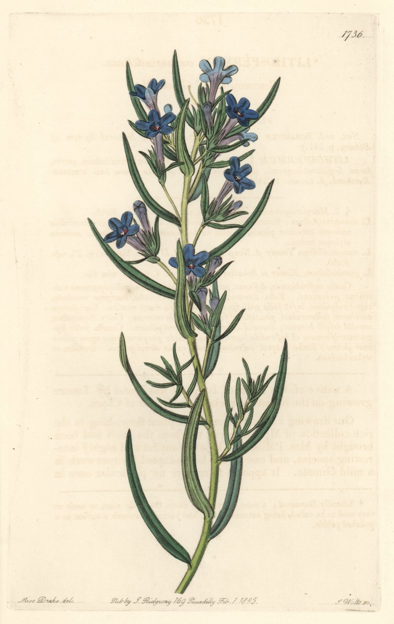 Gremil a rosemary leaves, nativo da Sicília - Water forte de S. Watts, de uma ilustração de Sarah Anne Drake (1803-1857), do Botanical Register de Sydenham Teast Edwards