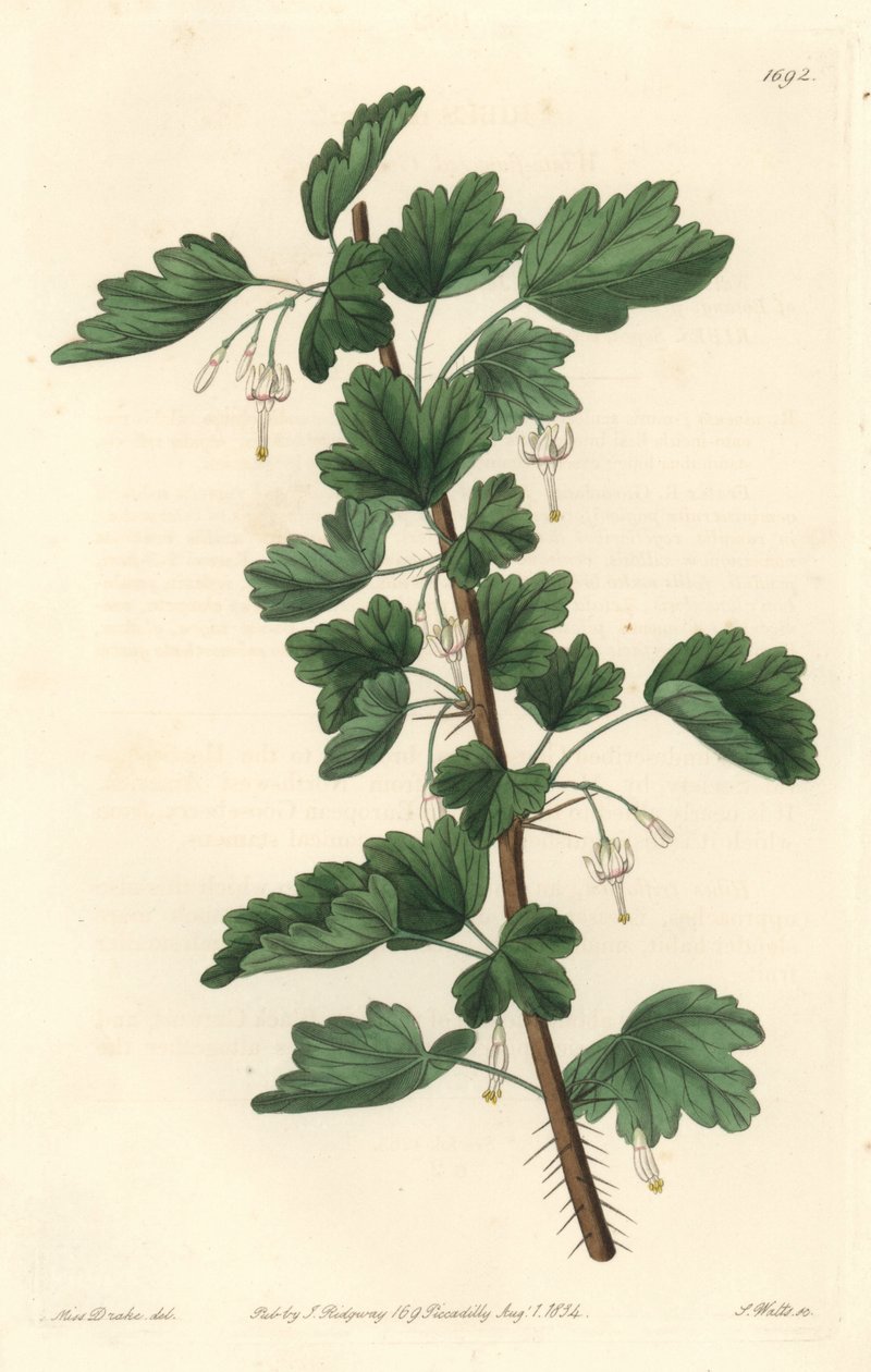Groseillier, nativo da América do Norte - Água forte por S. Watts de uma ilustração de Sarah Anne Drake (1803-1857), do Botanical Register de Sydenham Teast Edwards