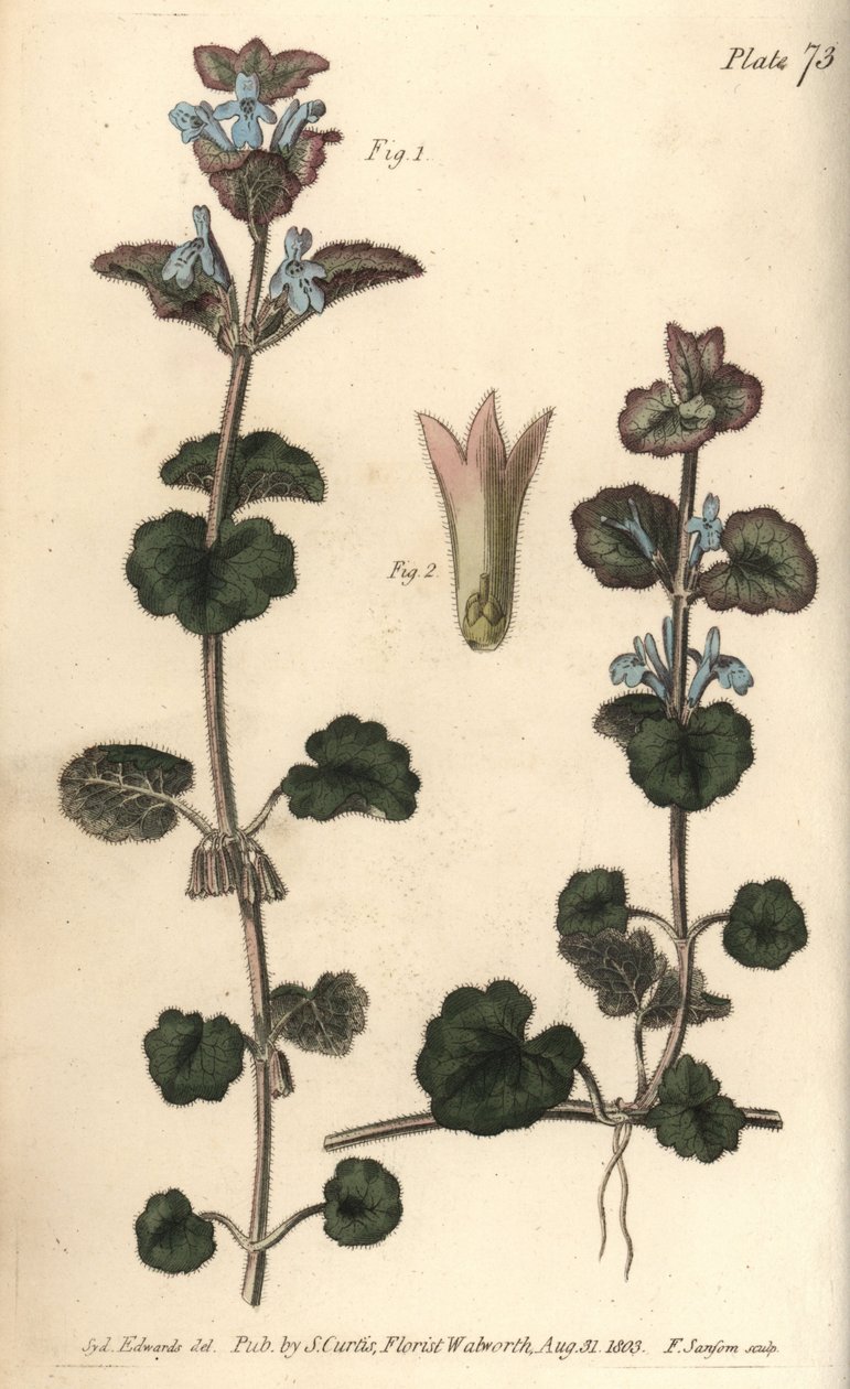 Hera terrestre, Glechoma hederacea, Gymnospermia. Gravura em chapa de cobre colorida à mão por F. Sansom de uma ilustração botânica de Sydenham Edwards para as Palestras de Botânica de William Curtis, conforme entregue no Jardim Botânico de Lambeth de Sydenham Teast Edwards