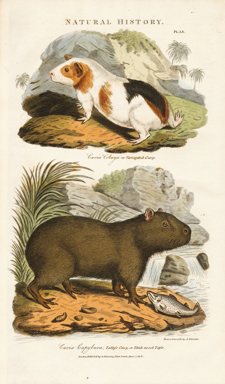 Porquinho-da-índia e capivara de Sydenham Teast Edwards