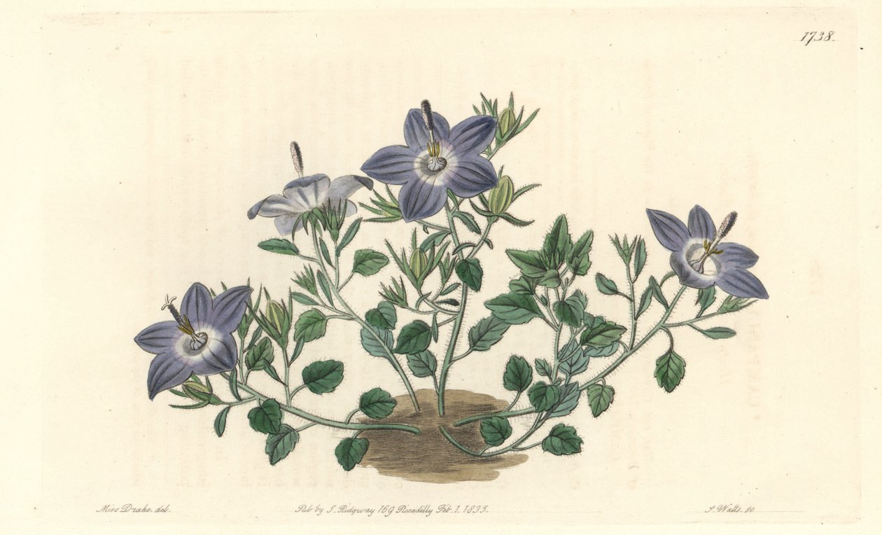Campanha com folhas de cabelo, nativa da Itália - Água forte de S. Watts de uma ilustração de Sarah Anne Drake (1803-1857), do Botanical Register de Sydenham Teast Edwards