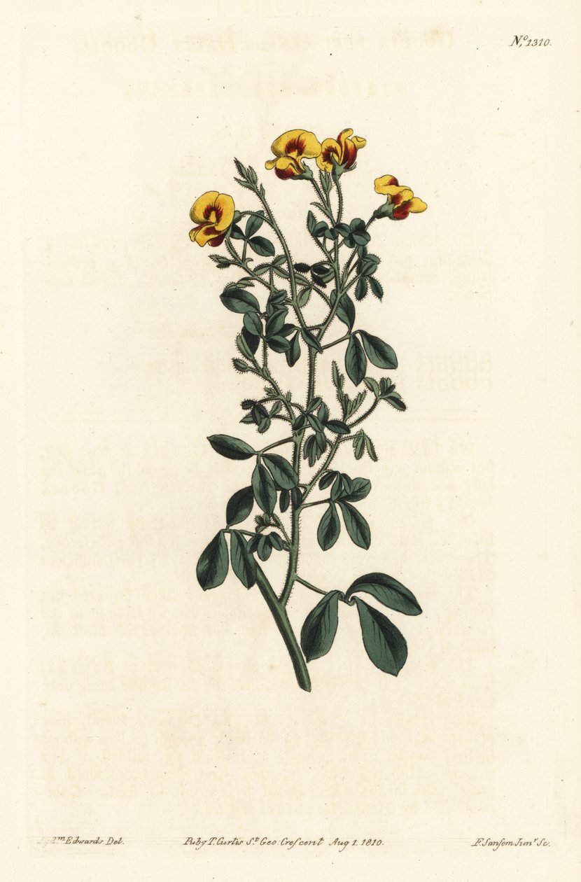 Goodia boneca peluda, Goodia lotifolia var. pubescens (Goodia pubescens). Gravura em chapa de cobre colorida à mão por F. Sansom Jr. após ilustração de Sydenham Edwards da revista Botanical Magazine de William Curtis, T. Curtis, Londres. de Sydenham Teast Edwards