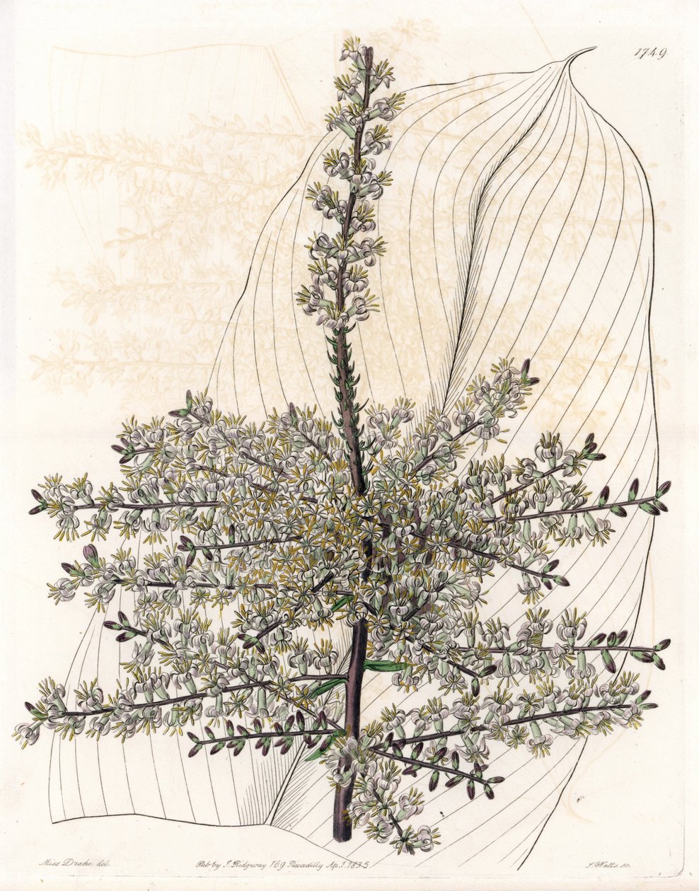 Havaiana spinard ou cana da Índia - Placa gravada por S.Watts, a partir de uma ilustração de Sarah Anne Drake (1803-1857), do Botanical Register of Sydenham Edwards (1768-1819), Inglaterra de Sydenham Teast Edwards