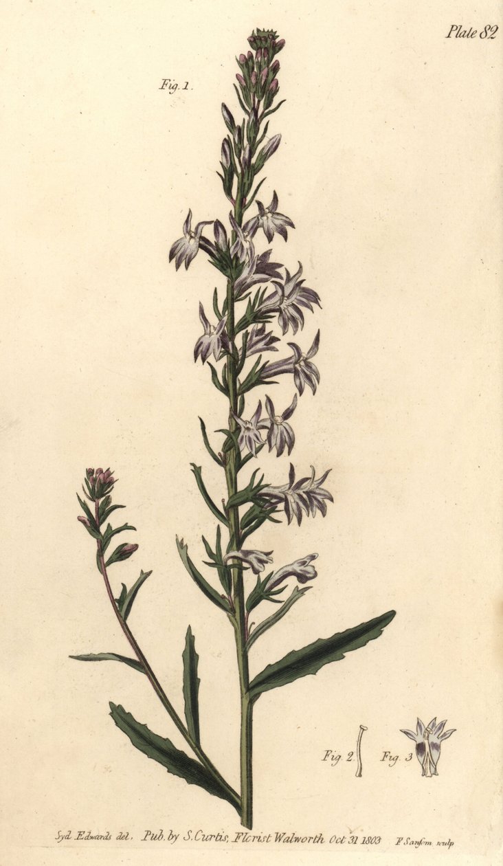 Heath lobelia, Lobelia urens, Polygamia monogamia. Gravura em chapa de cobre colorida à mão por F. Sansom de uma ilustração botânica de Sydenham Edwards para as Palestras de Botânica de William Curtis, conforme entregue no Jardim Botânico de Lambeth. de Sydenham Teast Edwards
