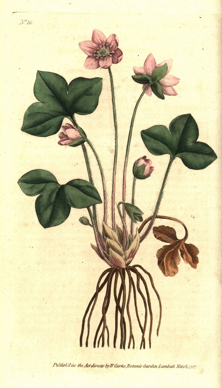 Anémona hepática, nobre ou tricolor - Hepática ou hepática nobre, Anémona hepática. Gravura em chapa de cobre colorida à mão depois de uma ilustração botânica de Sydenham Edwards da revista The Botanical Magazine de William Curtis, Lambeth Marsh, Londres. de Sydenham Teast Edwards