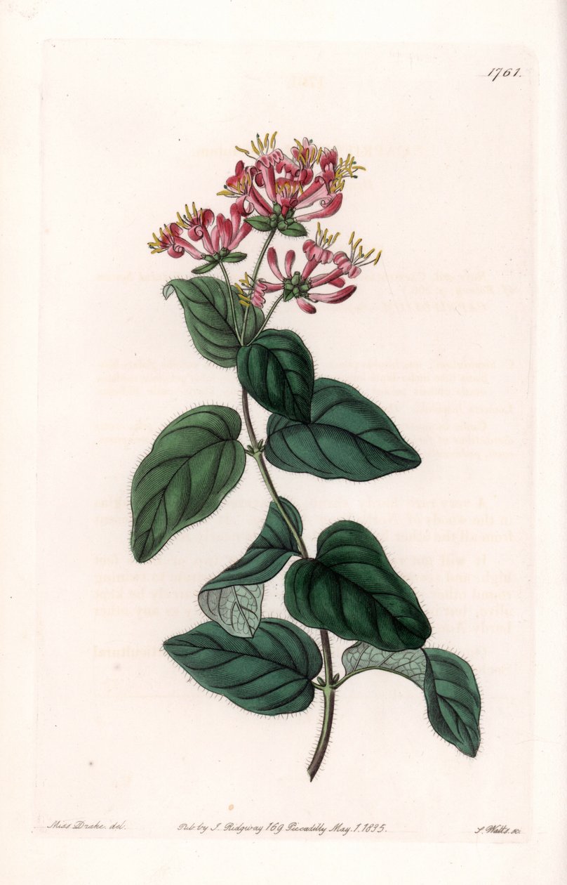 Herb variete - Placa gravada por S.Watts, a partir de uma ilustração de Sarah Anne Drake (1803-1857), do Botanical Register of Sydenham Edwards (1768-1819), Inglaterra de Sydenham Teast Edwards